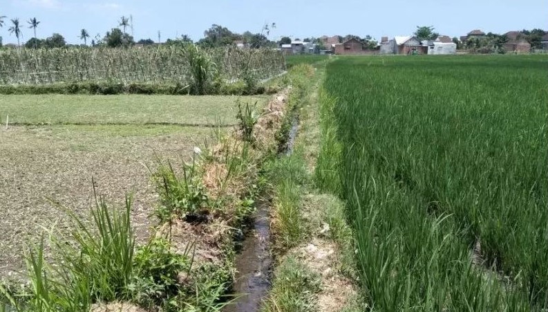 Lahan Pertanian di Kota Mataram